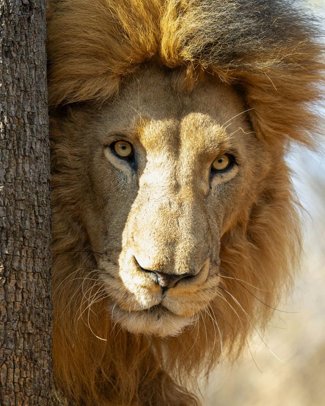 African lion