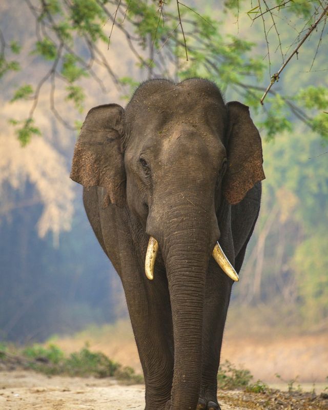 Asian elephant