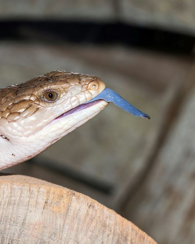 Blue-tongued skink