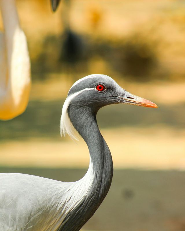 Demoiselle crane