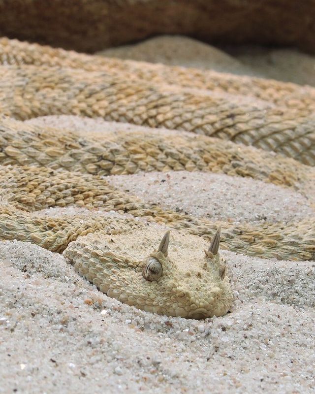 Desert horned viper