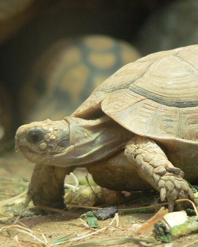Egyptian tortoise