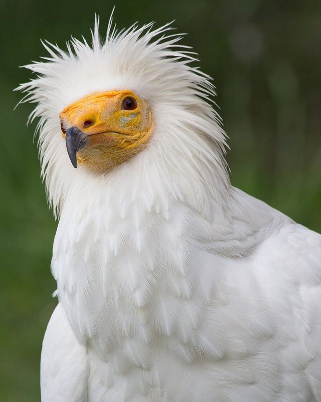 Egyptian vulture