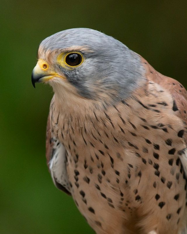 Falcon or kestrel