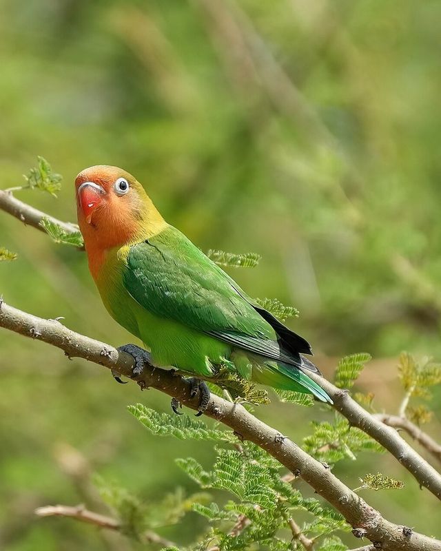 Fischer's lovebird