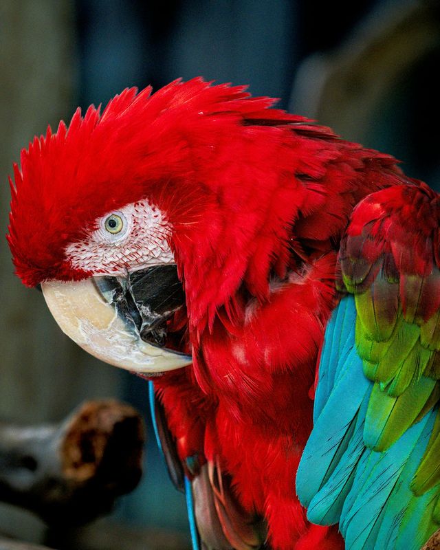 Green-winged macaw
