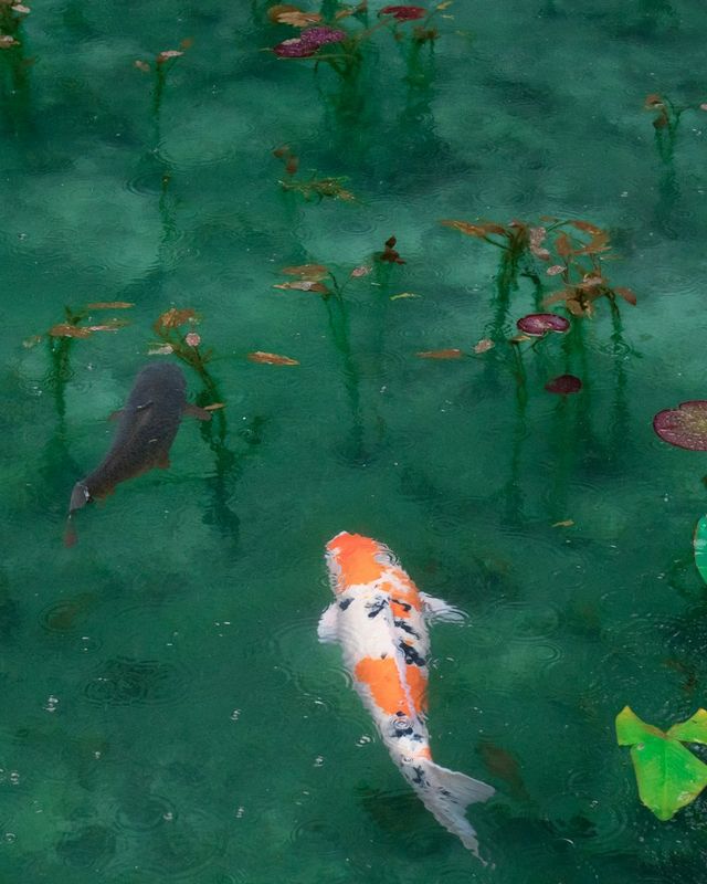 Koi