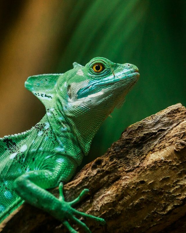 Plumed basilisk
