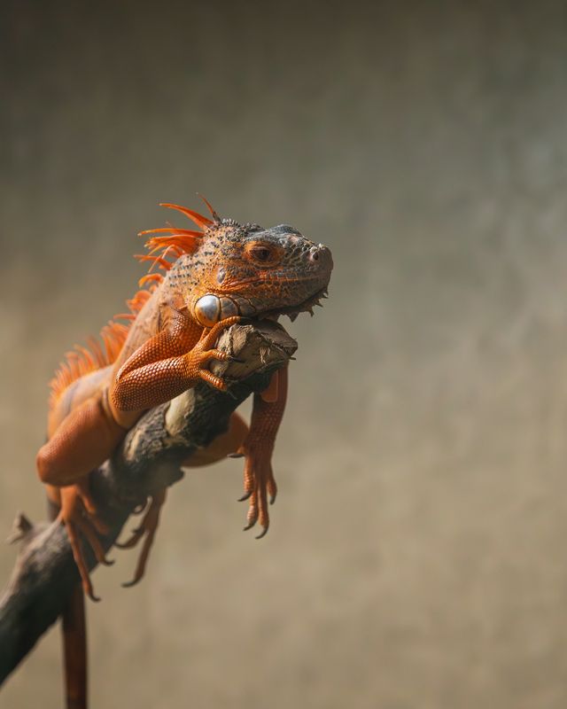 Red iguana