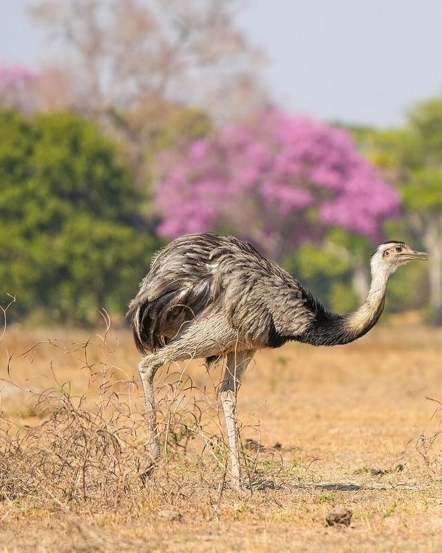 Rhea