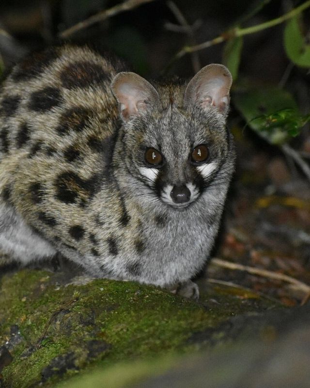 Spotted genet
