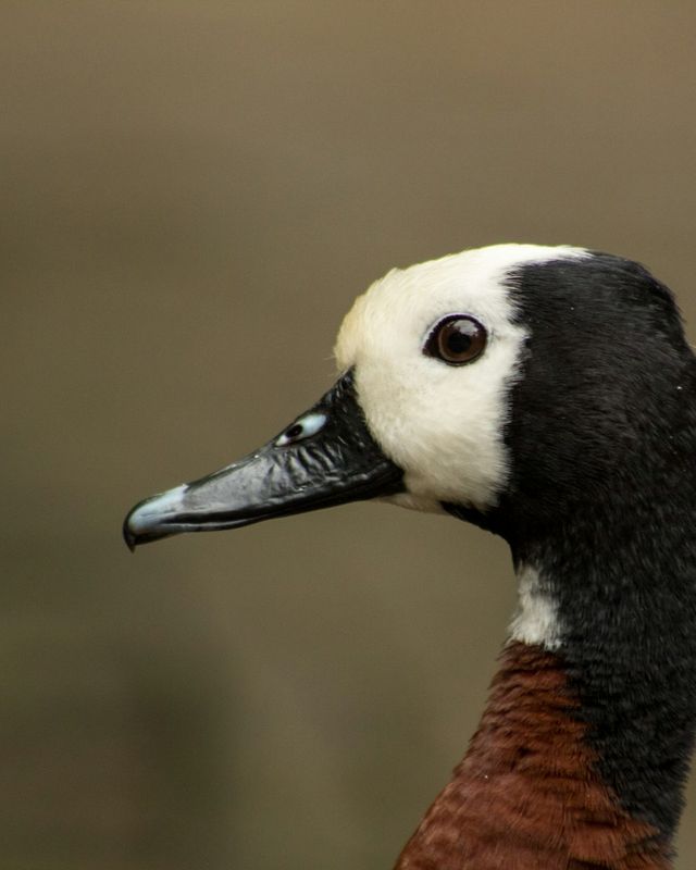 White-faced whistling duck