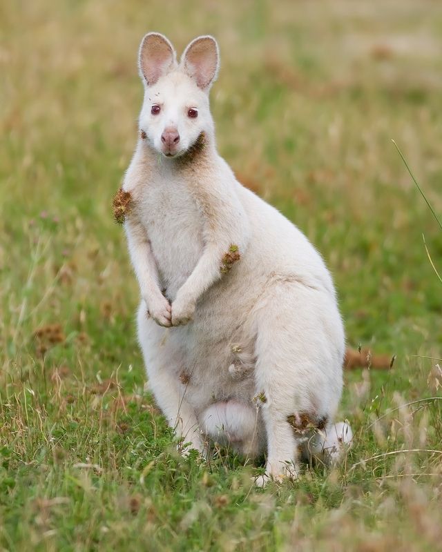 White wallaby