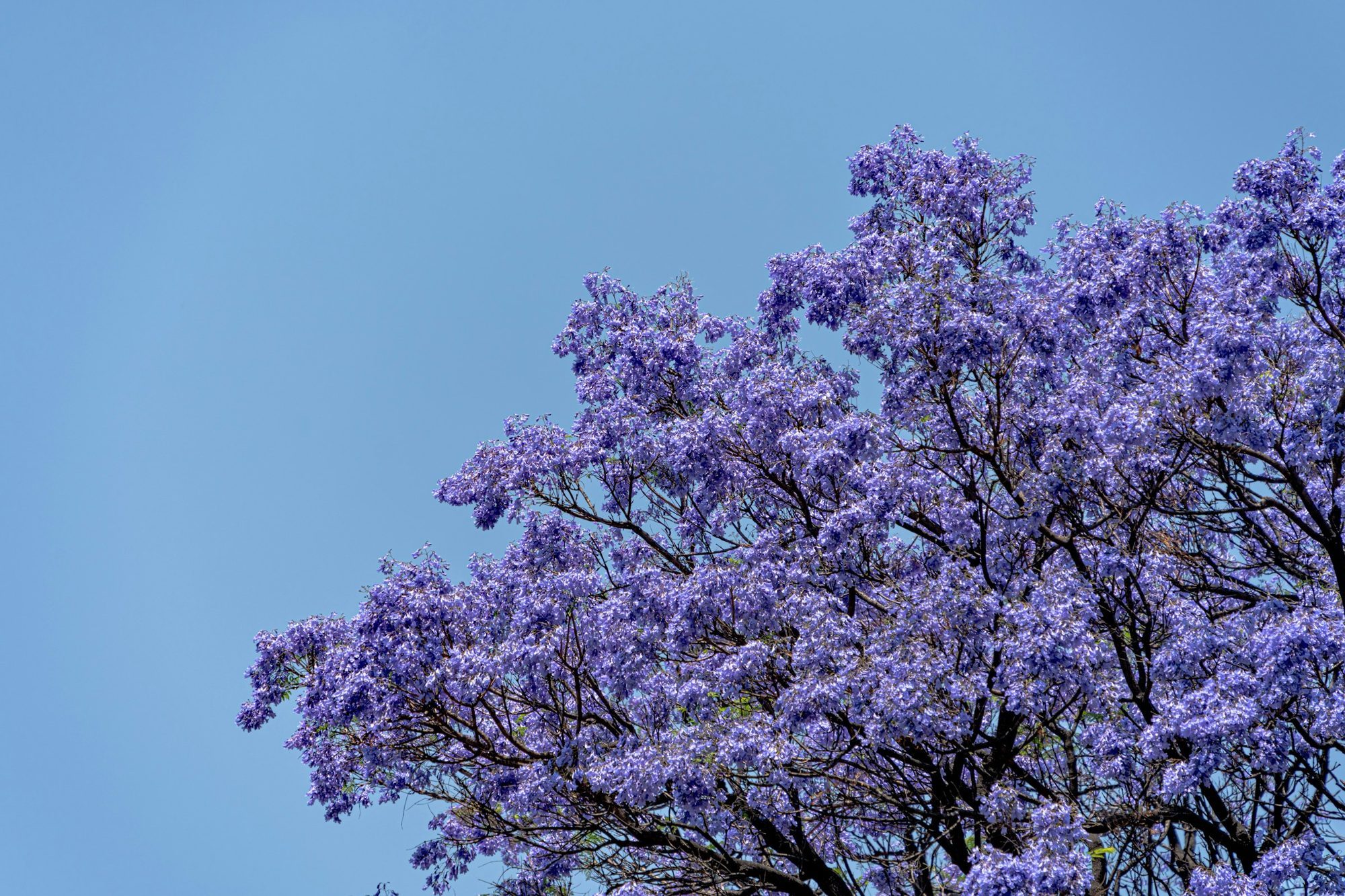 A jacaranda tree in full purple flower