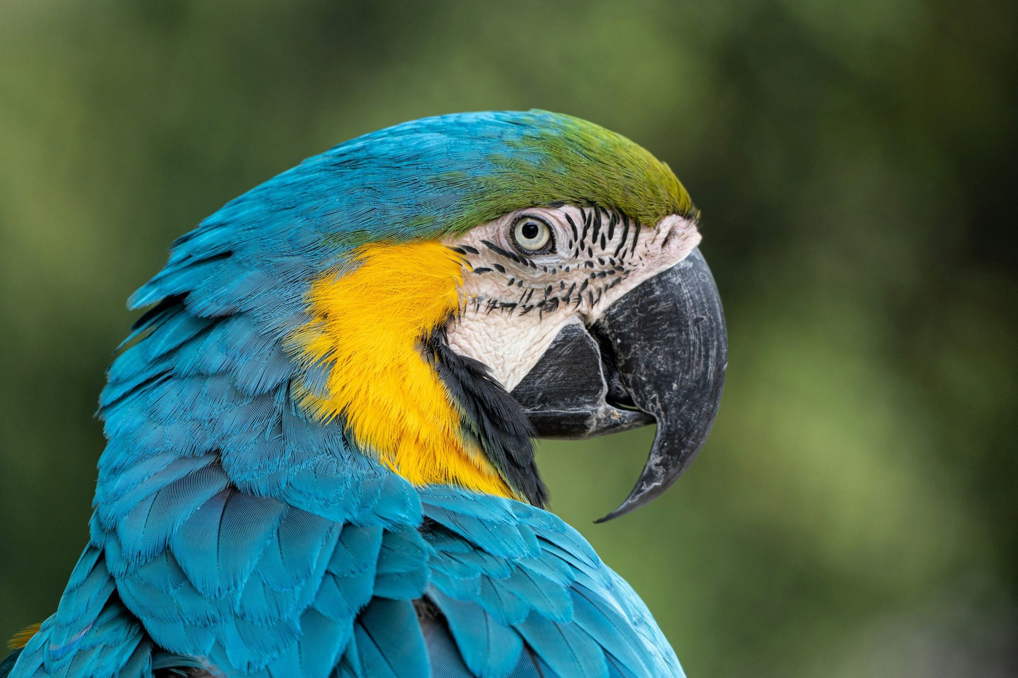 A blue-and-gold macaw in profile